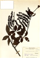 藏品(通條樹)的圖片